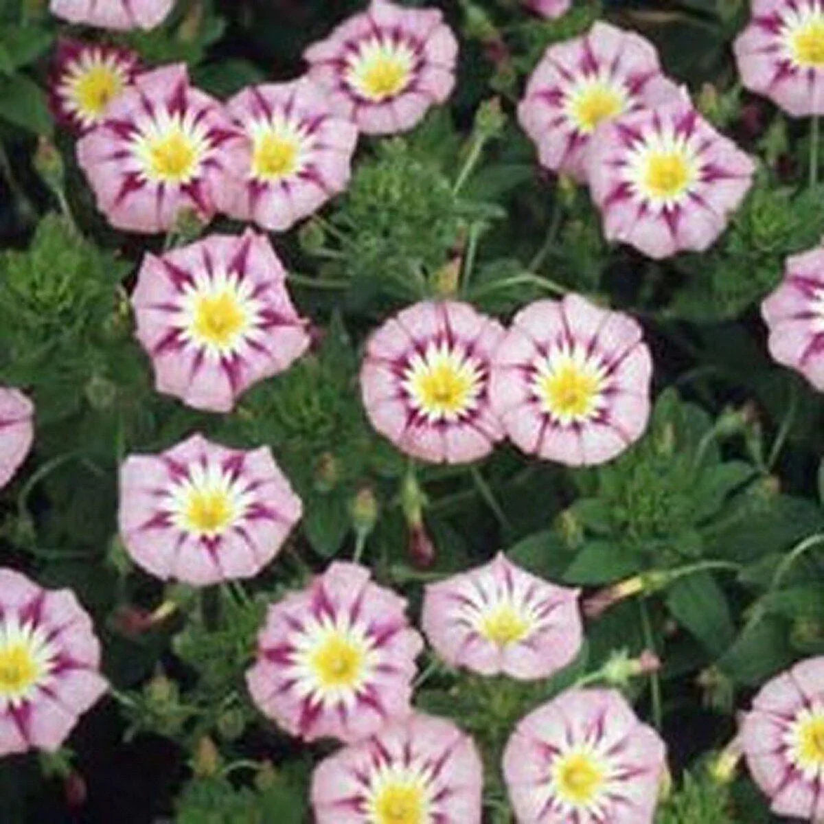 50 Morning Glory Seeds - Seed World