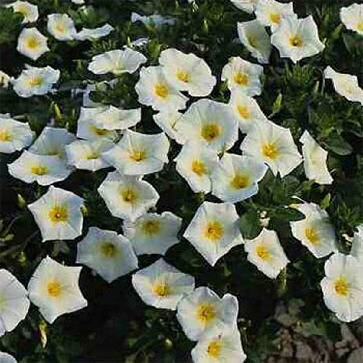 50 Morning Glory Seeds - Seed World
