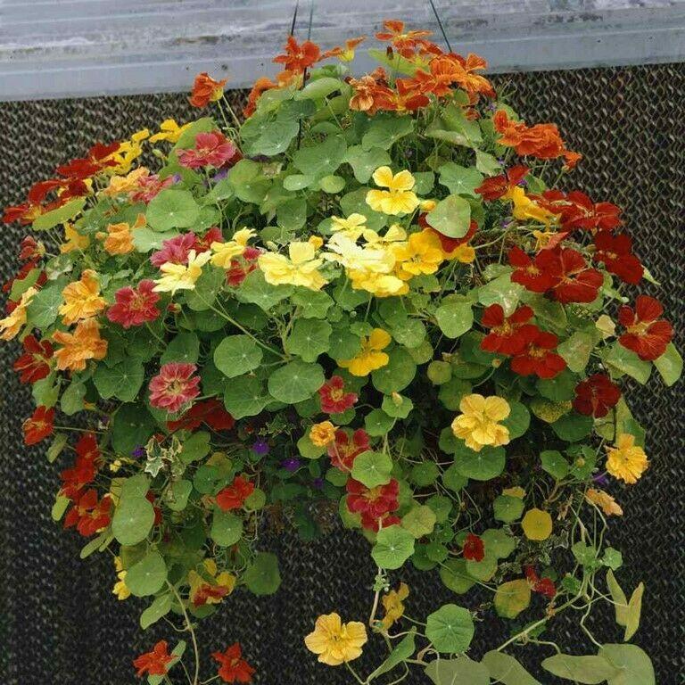 50 Nasturtium - Jewels Mix Seeds - Seed World