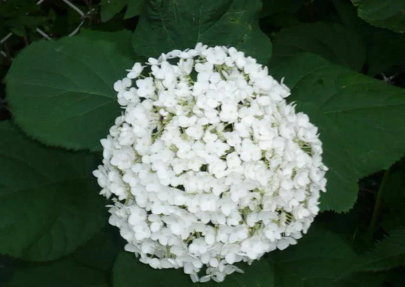 50 Native Hydrangea - Hydrangea Arboescens Seeds - Seed World