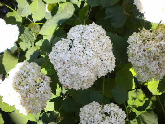 50 Native Hydrangea - Hydrangea Arboescens Seeds - Seed World