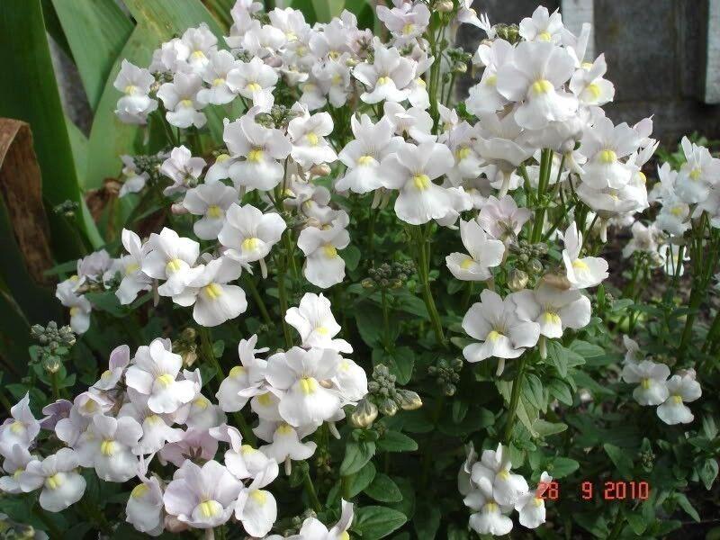 50 Nemesia Strumosa Seeds - Seed World