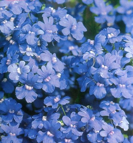 50 Nemesia Strumosa Seeds - Seed World