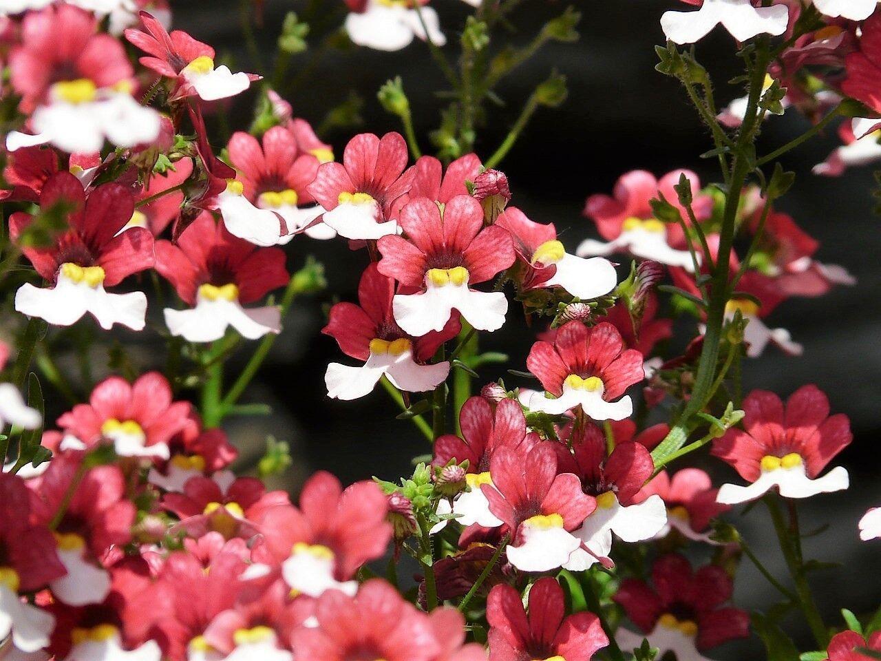 50 Nemesia Strumosa Seeds - Seed World