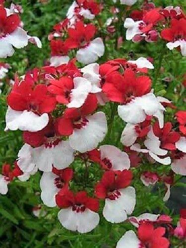 50 Nemesia Strumosa Seeds - Seed World