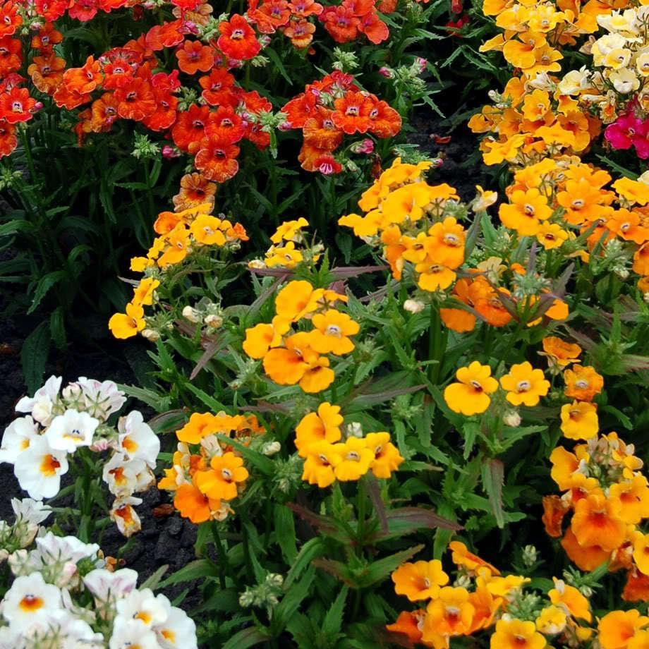 50 Nemesia Strumosa Seeds - Seed World