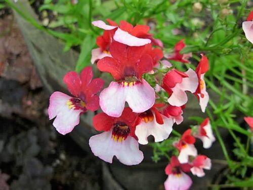 50 Nemesia Strumosa Seeds - Seed World