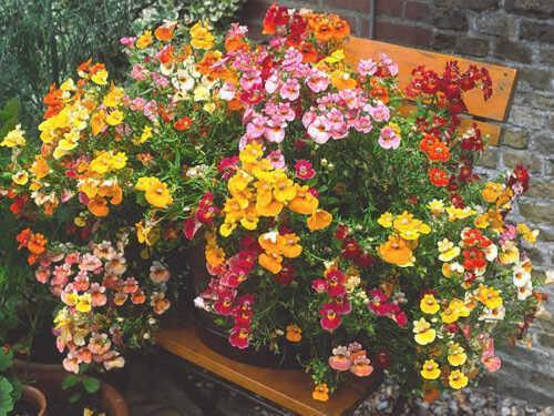50 Nemesia Strumosa Seeds - Seed World