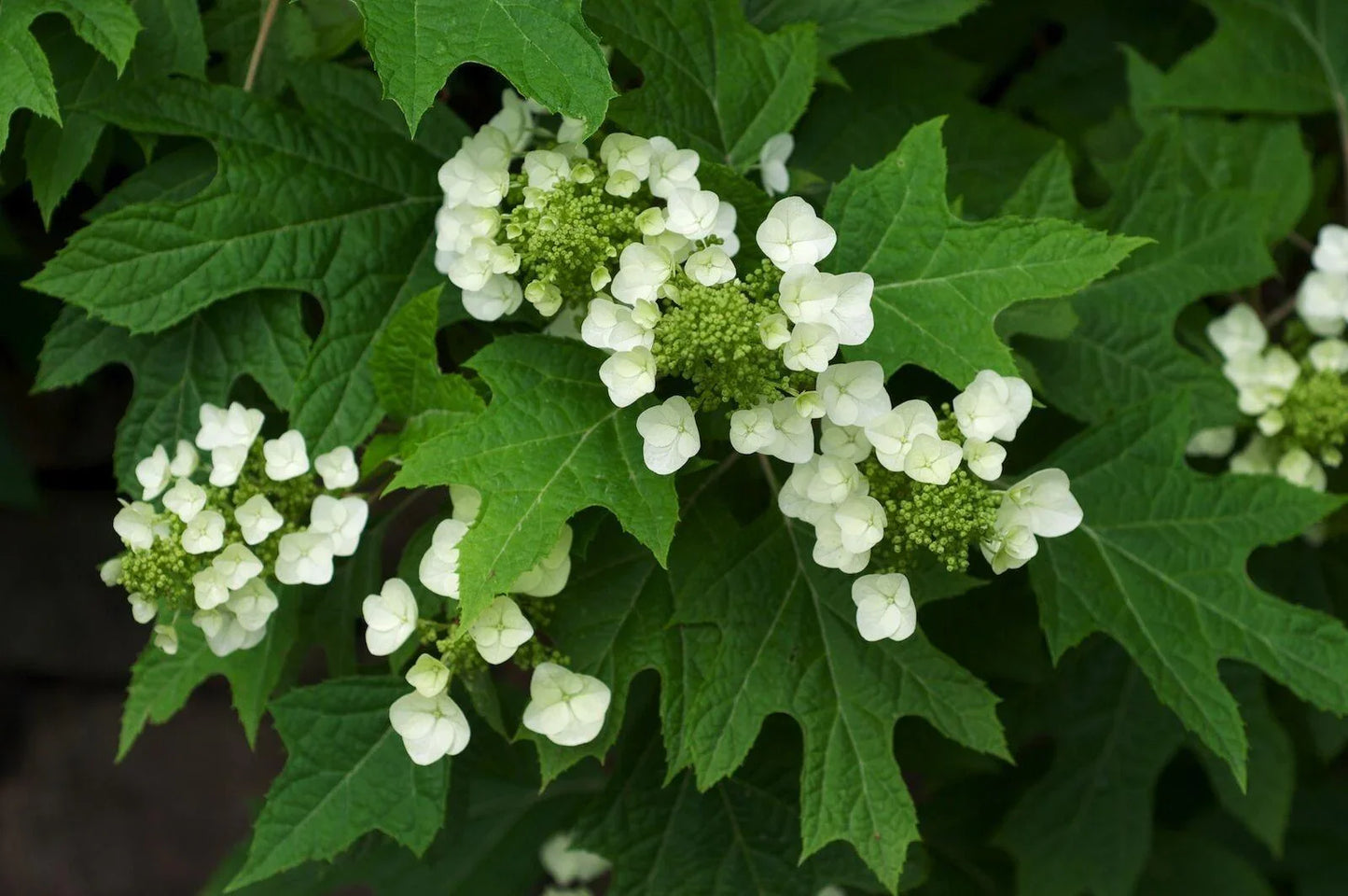 50 Oakleaf Hydrangea Seeds - Seed World