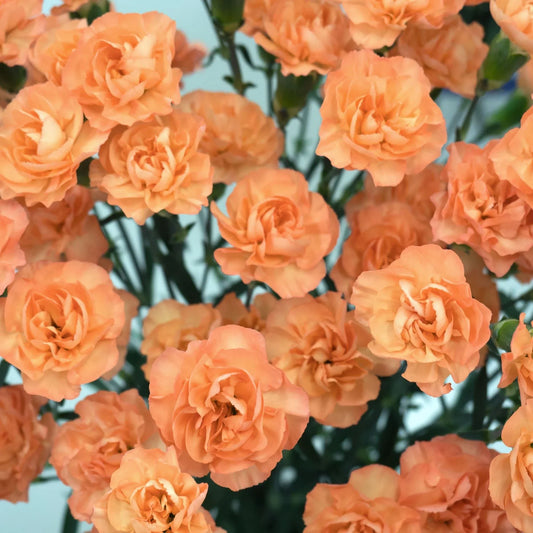 50 Orange Carnation Seeds - Seed World
