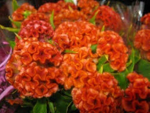 50 Orange Cockscomb (Celosia Cristata) Seeds - Seed World