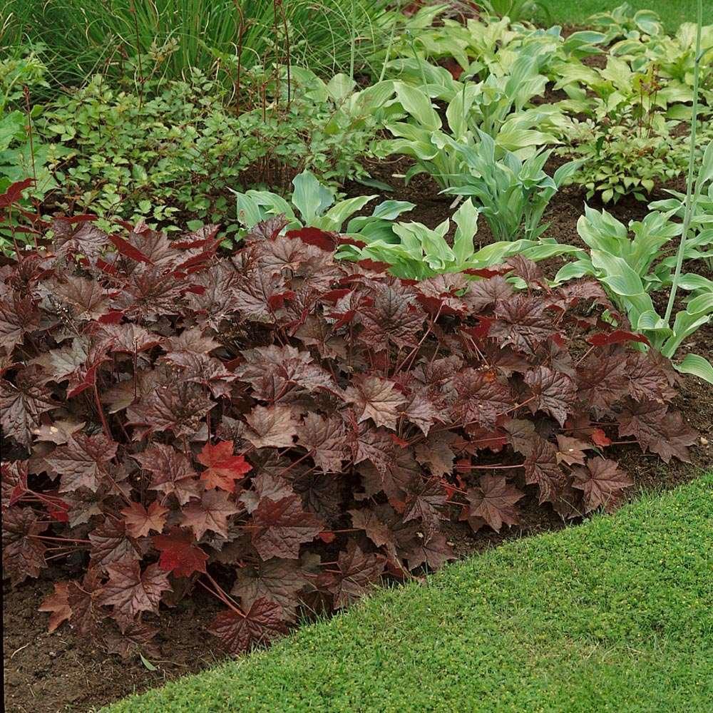 50 Palace Purple Heuchera Seeds - Seed World