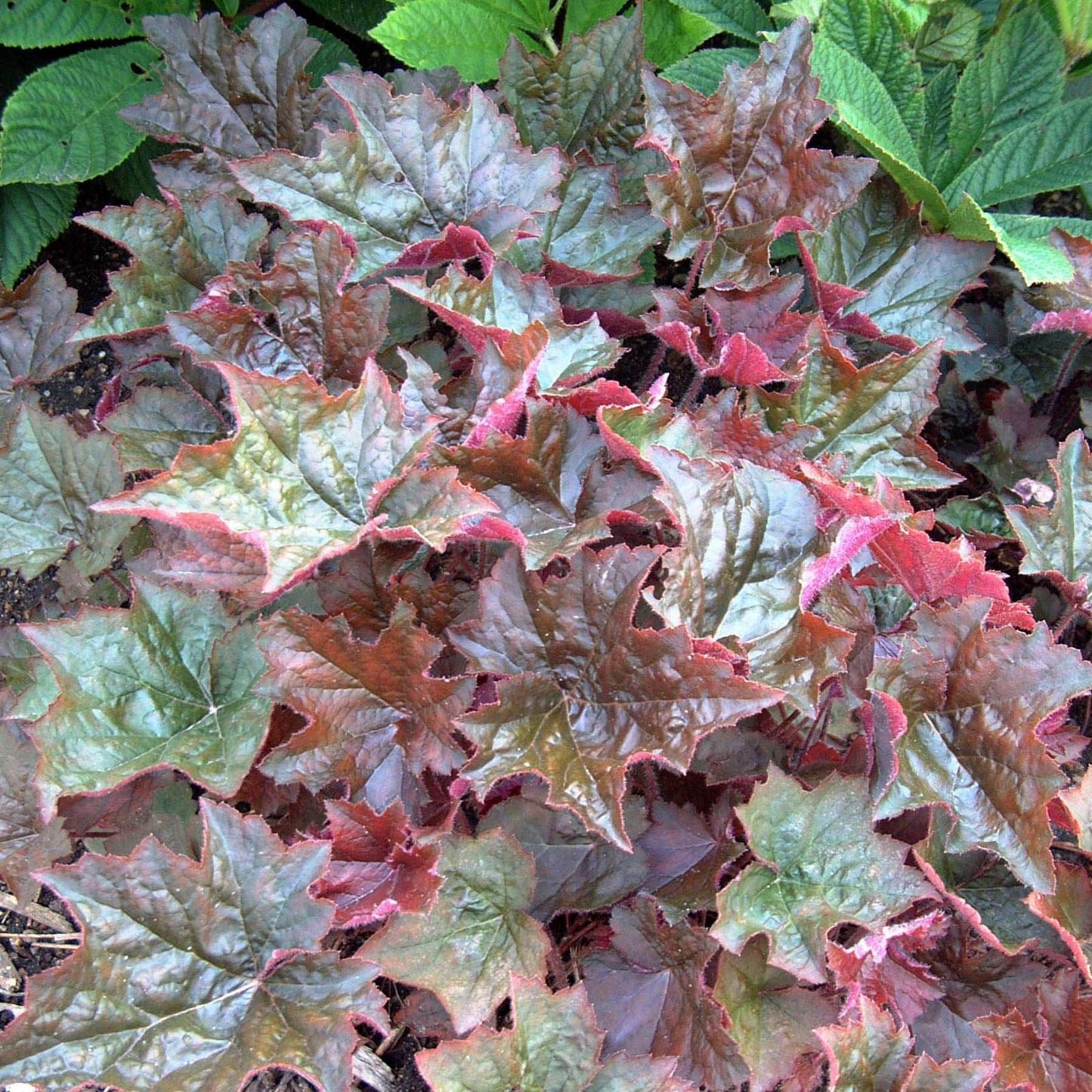 50 Palace Purple Heuchera Seeds - Seed World