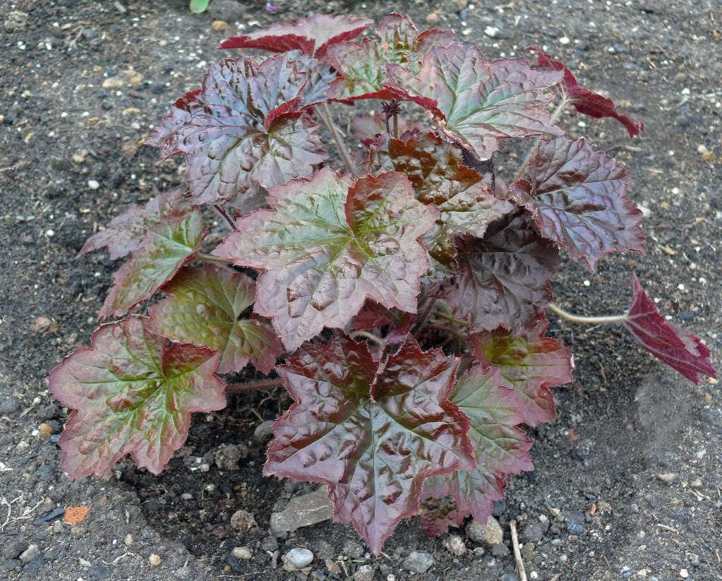 50 Palace Purple Heuchera Seeds - Seed World