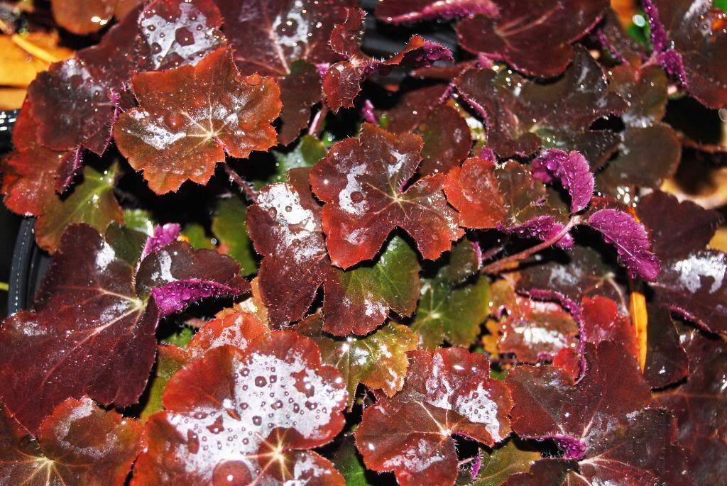 50 Palace Purple Heuchera Seeds - Seed World