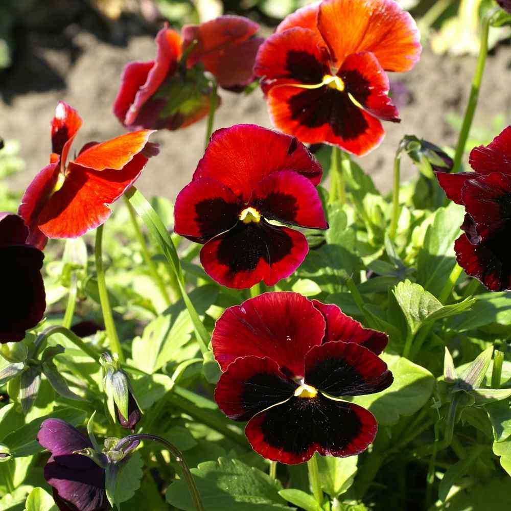 50 Pansy - Alpenglow Seeds - Seed World