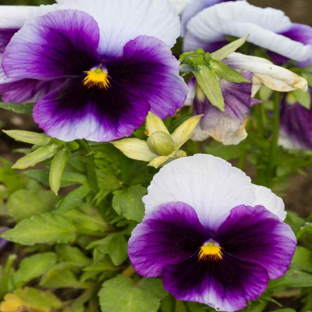 50 Pansy - Beaconsfield Seeds - Seed World