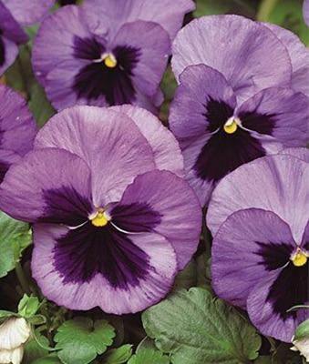 50 Pansy Seeds - Seed World