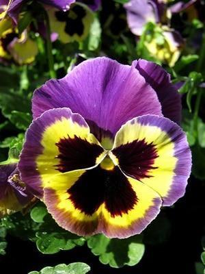 50 Pansy Seeds - Seed World