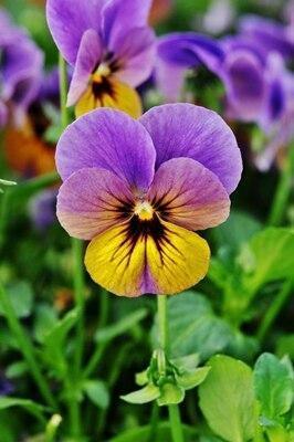 50 Pansy Seeds - Seed World