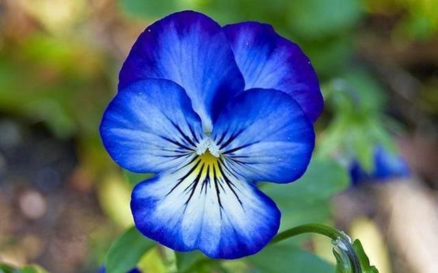 50 Pansy Seeds - Seed World
