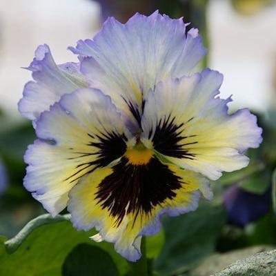 50 Pansy Seeds - Seed World