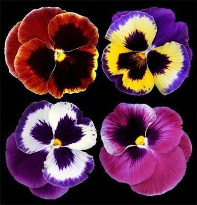 50 Pansy Seeds - Seed World