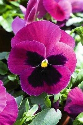 50 Pansy Seeds - Seed World