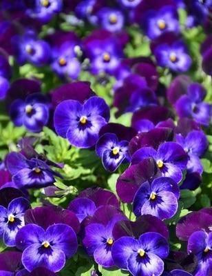 50 Pansy Seeds - Seed World