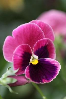 50 Pansy Seeds - Seed World