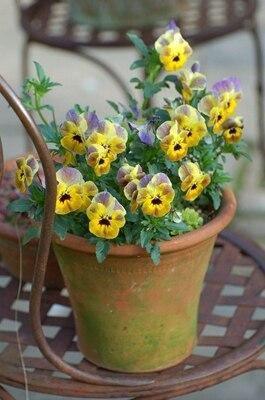 50 Pansy Seeds - Seed World