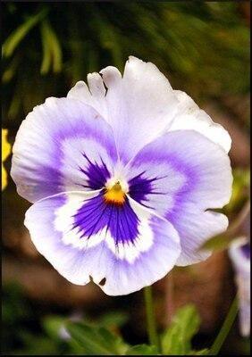 50 Pansy Seeds - Seed World