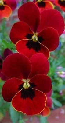 50 Pansy Seeds - Seed World
