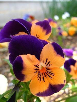 50 Pansy Seeds - Seed World