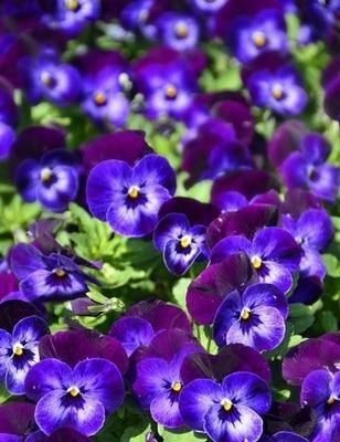 50 Pansy Seeds – Viola Tricolor Flower Mix - Seed World