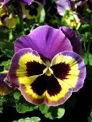50 Pansy Seeds – Viola Tricolor Flower Mix - Seed World