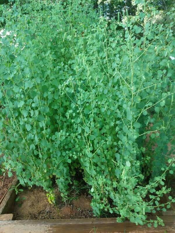 50 Papalo Herb Seeds - (Porophyllum Ruderale) Aromatic - Seed World