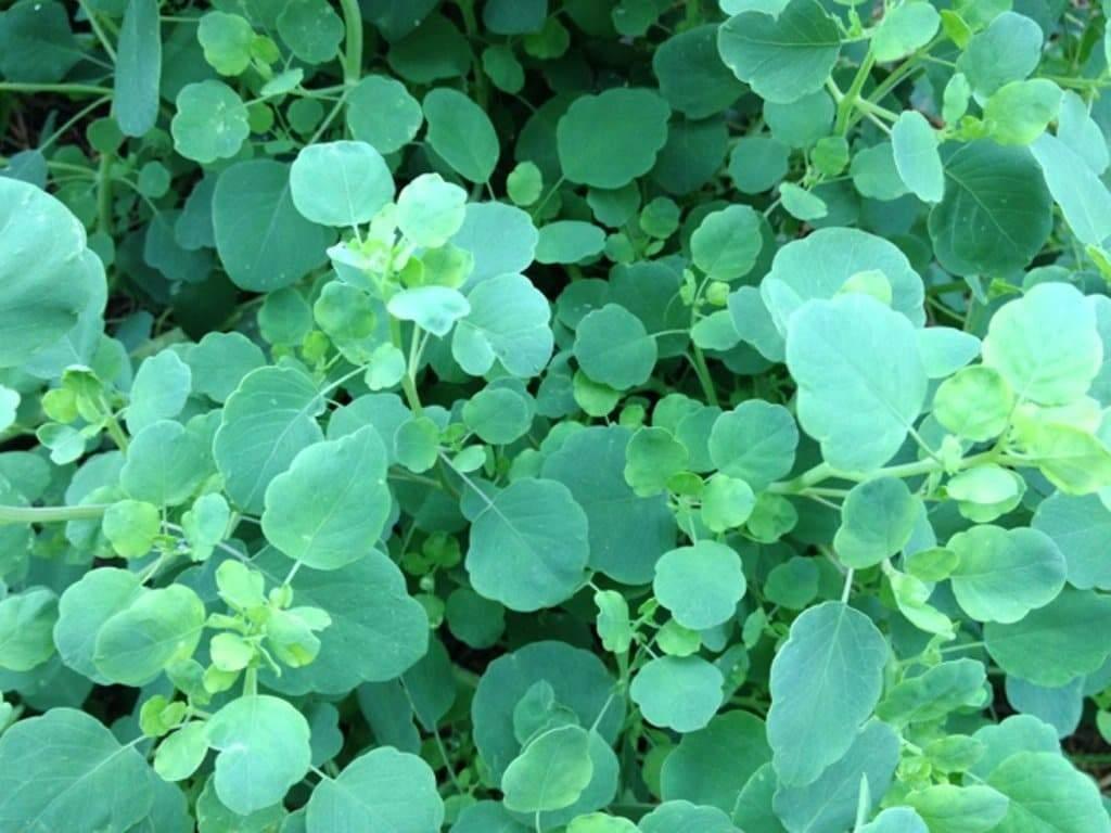 50 Papalo Herb Seeds - (Porophyllum Ruderale) Aromatic - Seed World