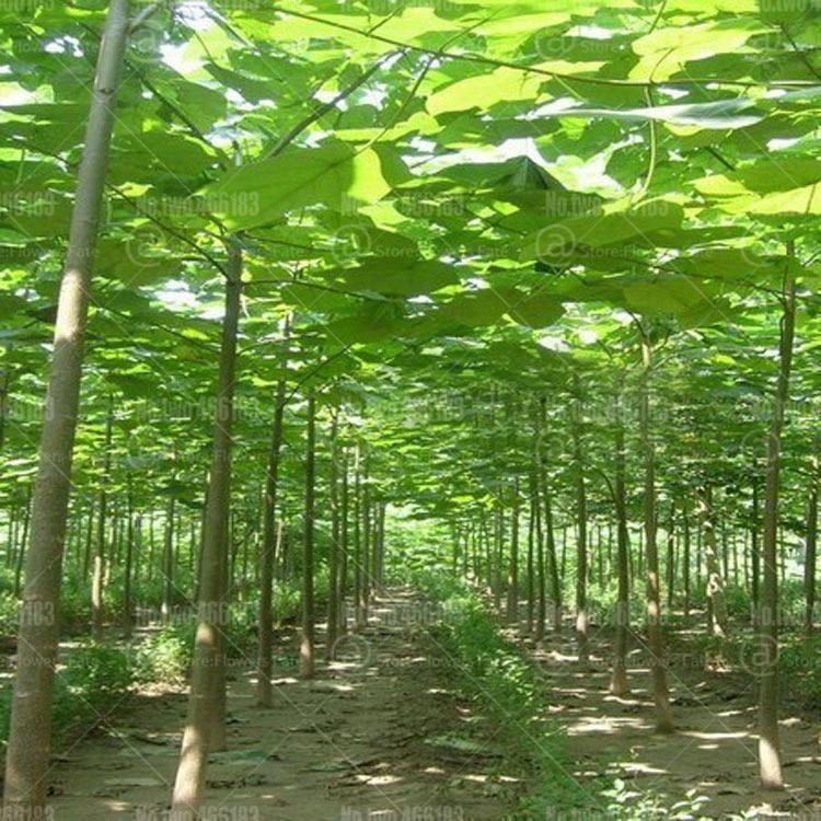 50 Paulownia Elongata Seeds - Seed World