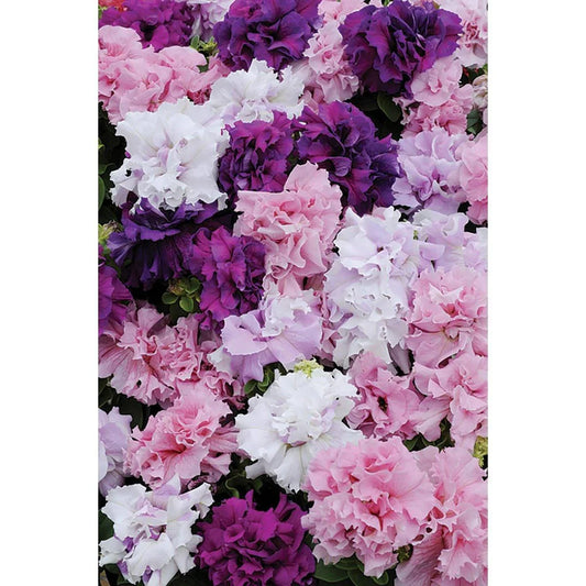 50 Petunia Seeds - Containers Hanging Baskets Flowers - Annual Bloom - Seed World