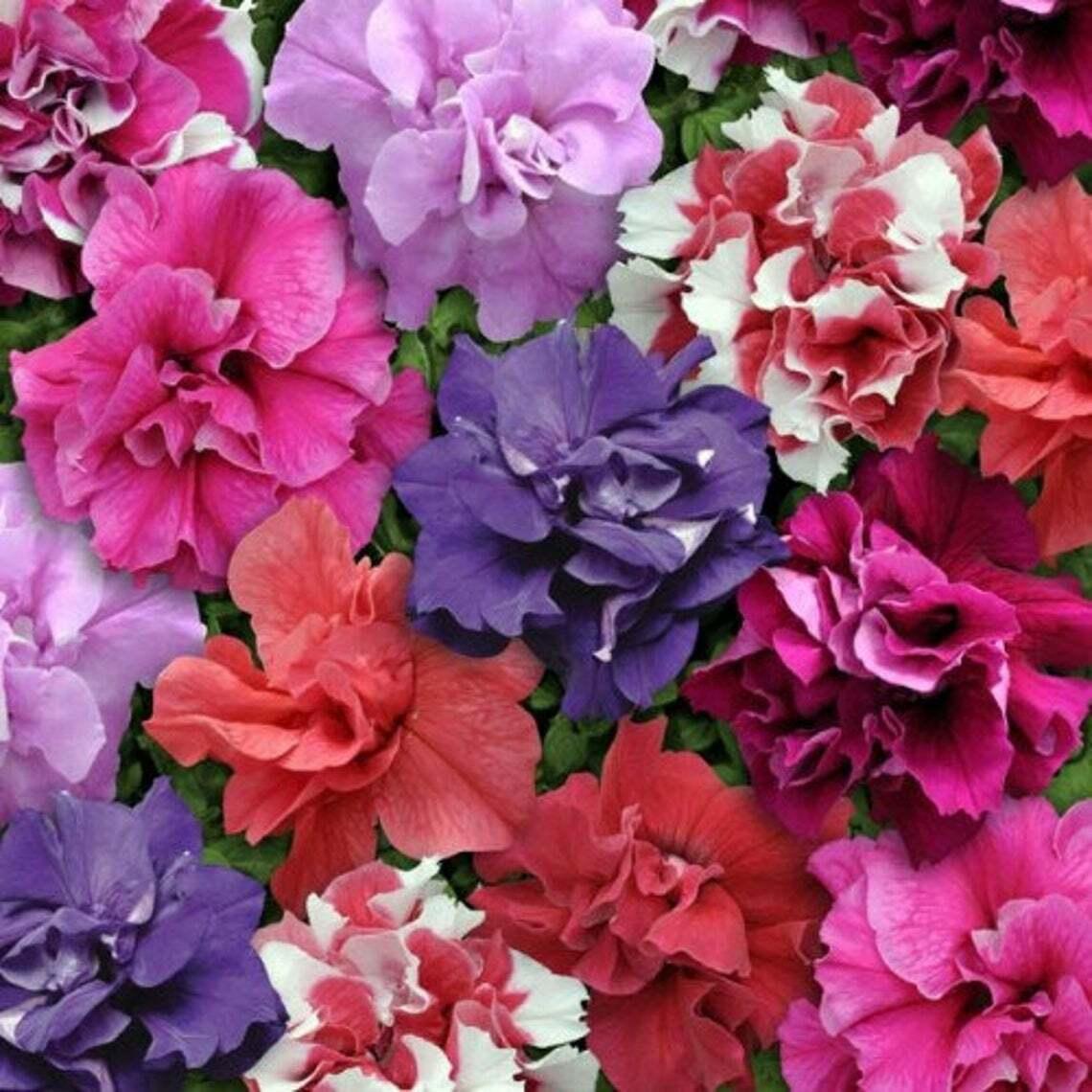 50 Petunia Seeds - Containers Hanging Baskets Flowers - Annual Bloom - Seed World