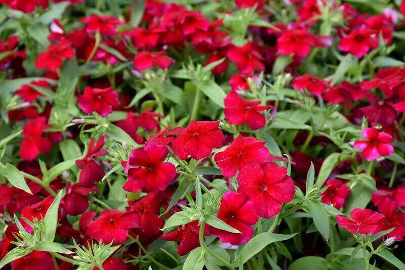 50 Phlox Red Annual Flower Seeds - Seed World