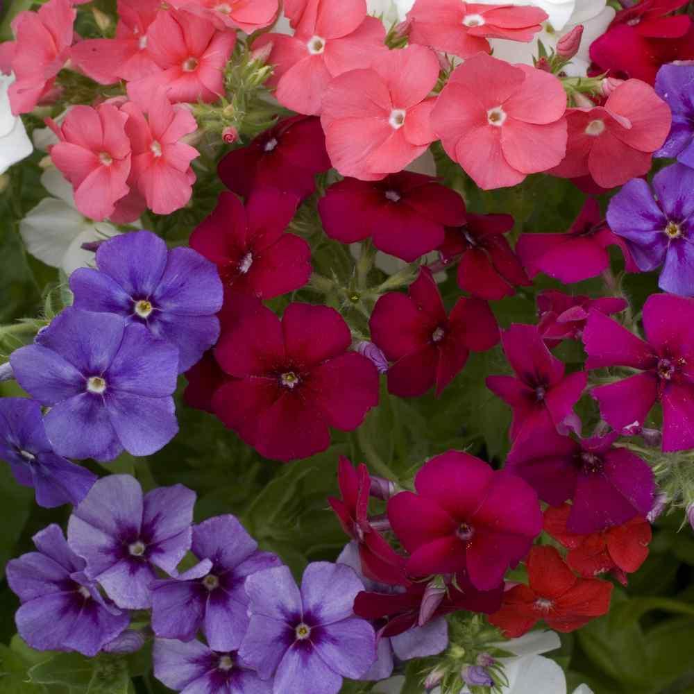 50 Phlox Seeds - Mix Seeds - Seed World