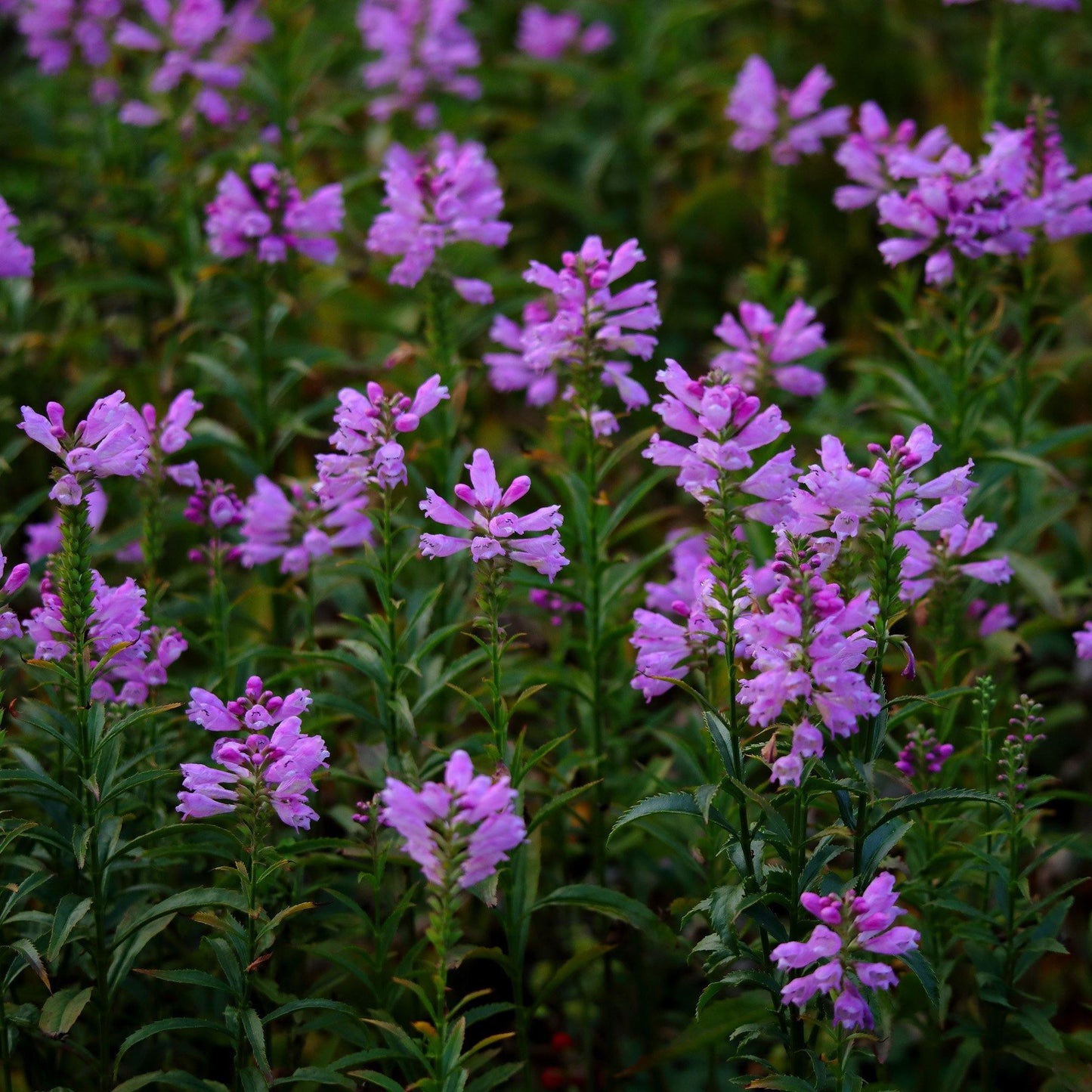 50 Pink Obedient Plant Seeds - Seed World