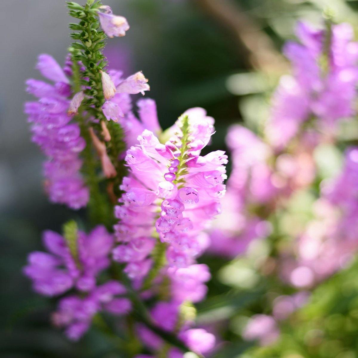 50 Pink Obedient Plant Seeds - Seed World