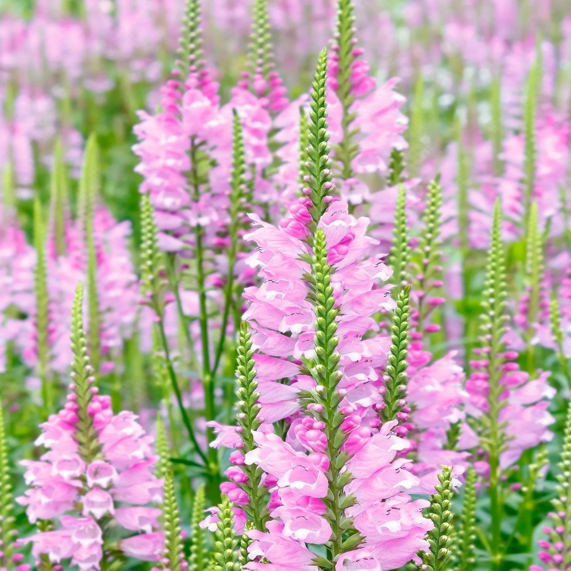 50 Pink Obedient Plant Seeds - Seed World