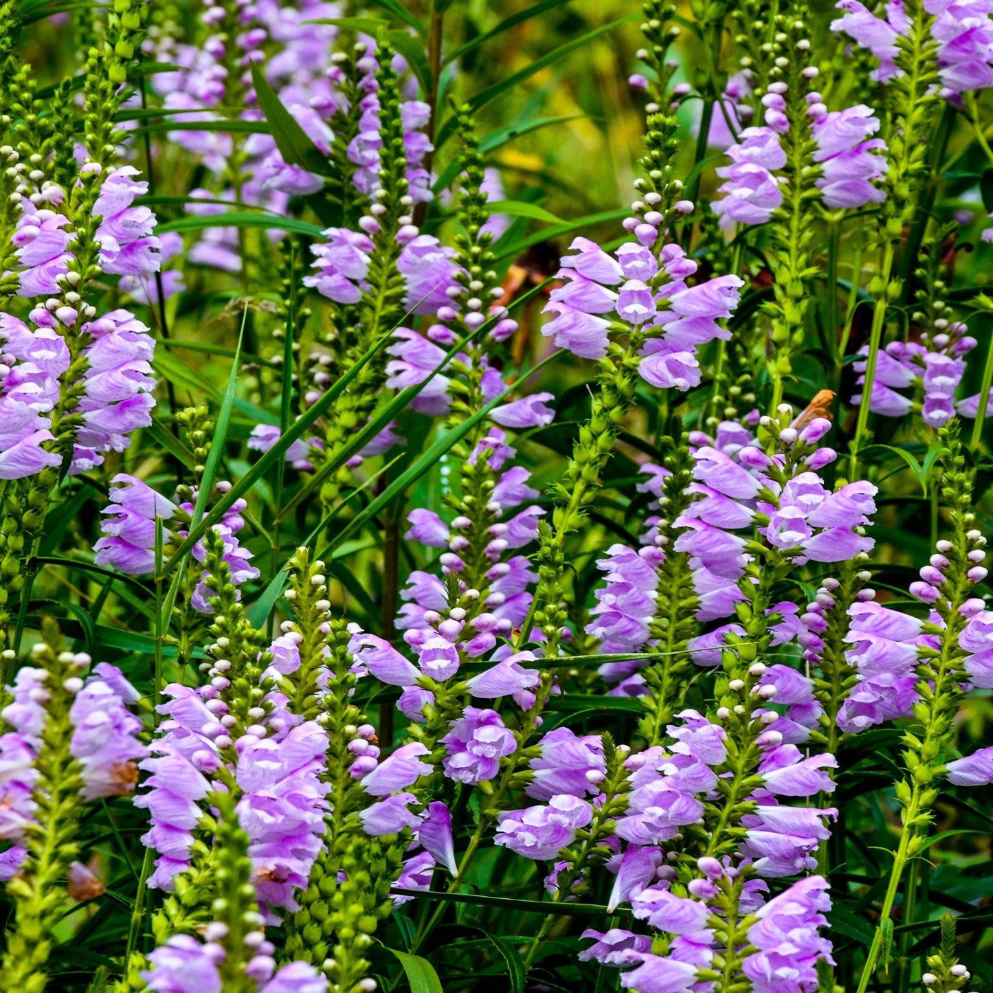 50 Pink Obedient Plant Seeds - Seed World