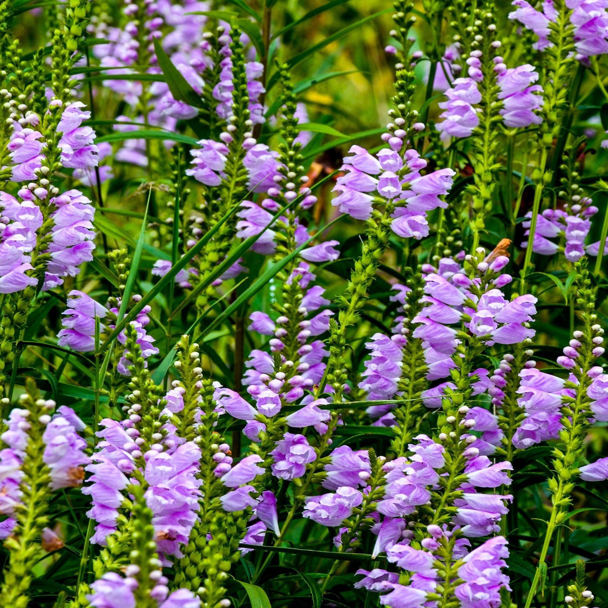 50 Pink Obedient Plant Seeds - Seed World