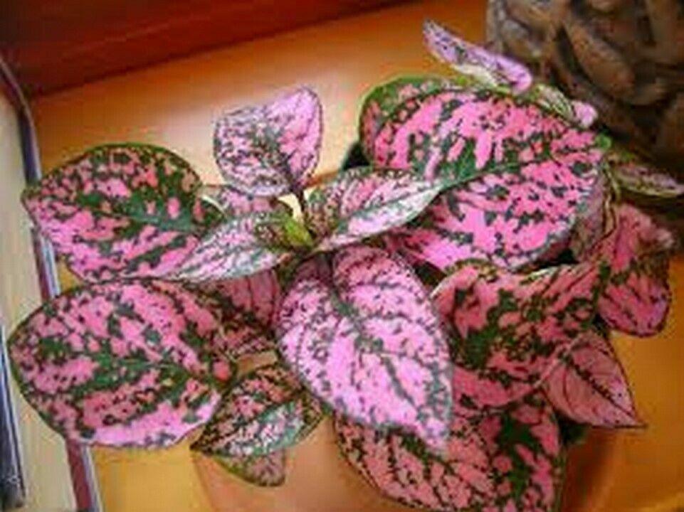 50 Pink Polka Dot Hypoestes Seeds - Seed World