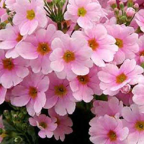 50 Pink Primrose Fairy - Primula Seeds - Seed World